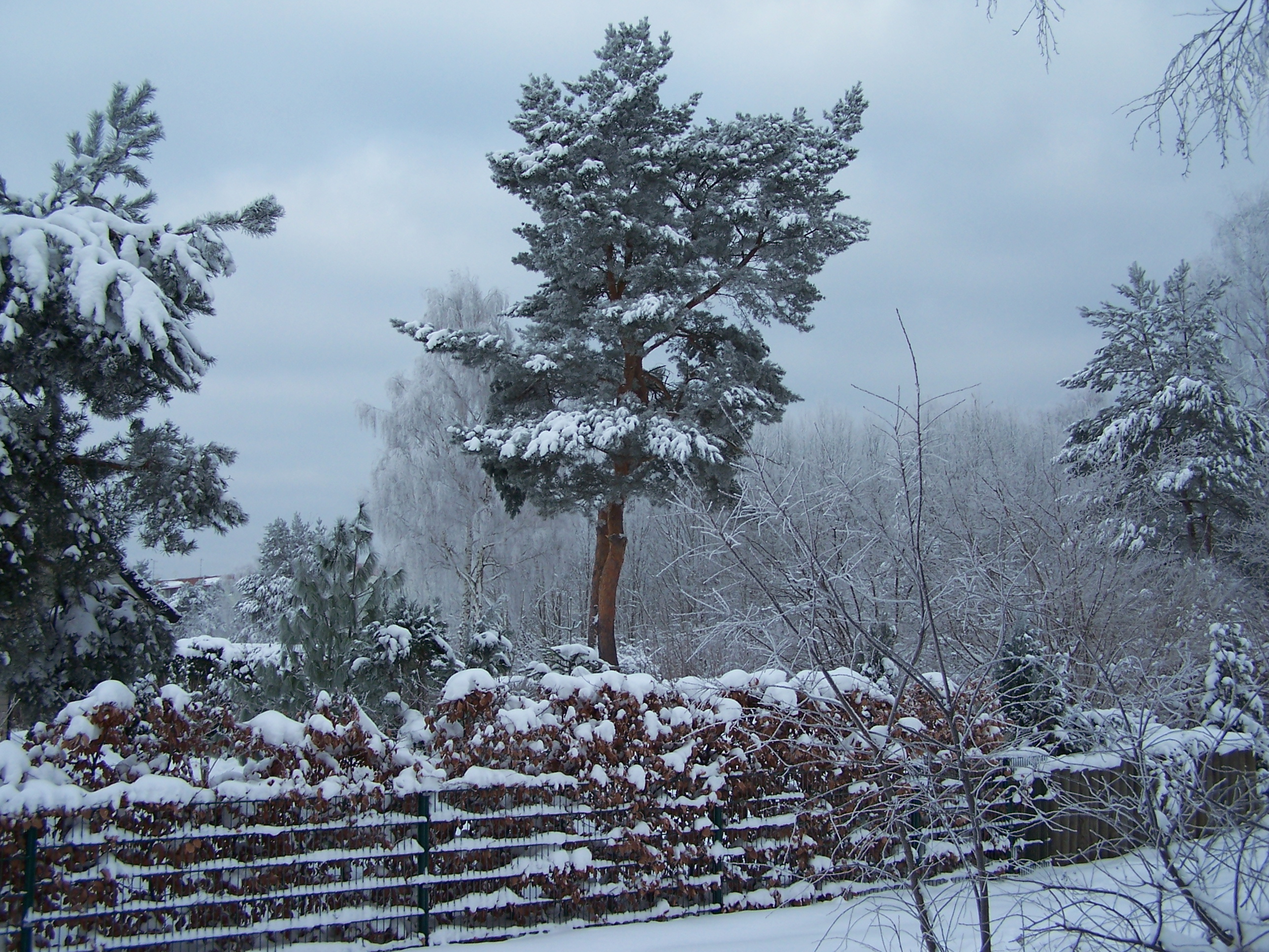 Bild 6 Winter 2010